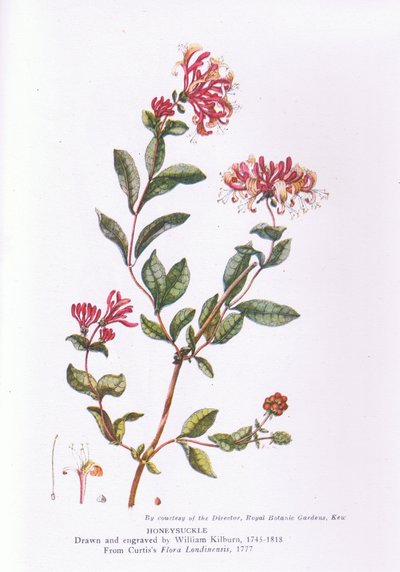 Honeysuckle, Nature in Britain, Collins, 1946 alkotó: William Kilburn