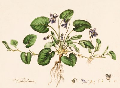 Viola odorata, Sweet Violet, 1770-1790. alkotó: William Kilburn