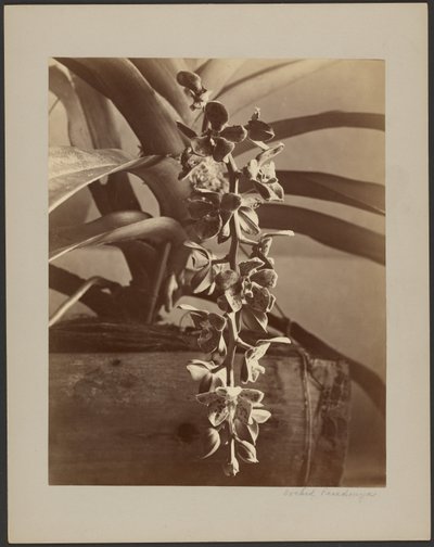 Orchideák, Ceylon alkotó: William Louis Henry Skeen