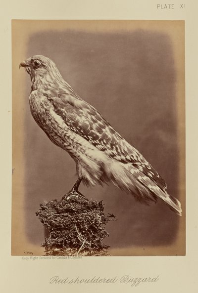 Vörös vállú ölyv alkotó: William Notman