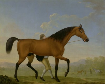 A Duke of Ancasters Bay mén, Blank, egy kanca felé sétál alkotó: William Shaw