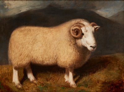 Cheviot Ram (olaj, vászon) alkotó: William Shiels