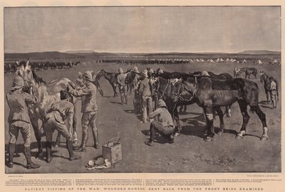 A háború türelmes áldozatai, a frontról visszaküldött, sebesült lovak vizsgálata folyik alkotó: William Small