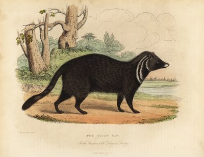 Afrikai cibet, Civettitis civetta. alkotó: William Smellie