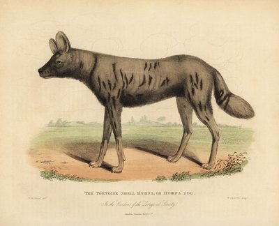 Afrikai vadászkutya, Lycaon pictus. alkotó: William Smellie