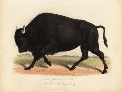 Amerikai bölény vagy bivaly, Bölény bölény. alkotó: William Smellie
