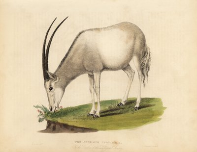 Arab oryx vagy fehér oryx, Oryx leucoryx. Sebezhető. alkotó: William Smellie