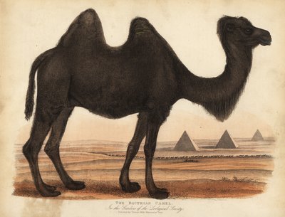 Bactrian teve, Camelus bactrianus. alkotó: William Smellie