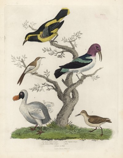 Fekete és sárga kúszónövény, barna és fehér kúszónövény, Certhia americana, Cayenne kúszónövény, Dacnis cayana, Dodo, Raphus cucullatus és purre vagy stint, Calidris alpina. Kézzel színezett rézmetszet egy ismeretlen művésztől William Smellie Natural Histo alkotó: William Smellie