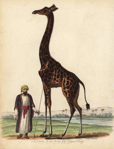 Zsiráf, Giraffe camelopardalis. alkotó: William Smellie