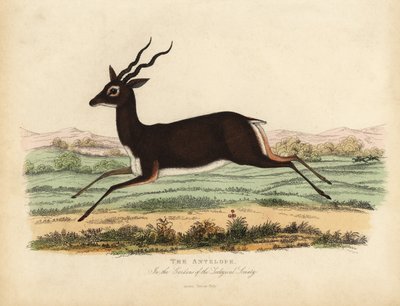 Indiai antilop vagy blackbuck, Antilope cervicapra. alkotó: William Smellie