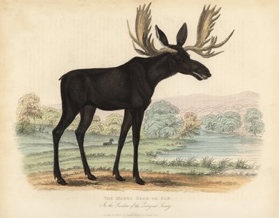 Jávorszarvas vagy jávorszarvas, Alces alces. alkotó: William Smellie