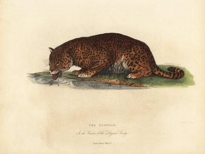 Párduc, Panthera Pards Ora Panthera Onka. alkotó: William Smellie