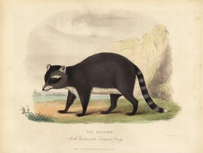 A mosómedve, Procyon lotor. alkotó: William Smellie
