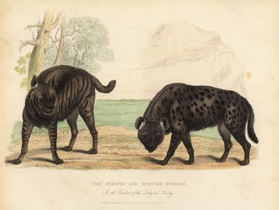 A csíkos hiéna és a foltos hiéna. alkotó: William Smellie