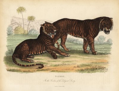 Tigris, Panthera tigris, veszélyeztetett. alkotó: William Smellie