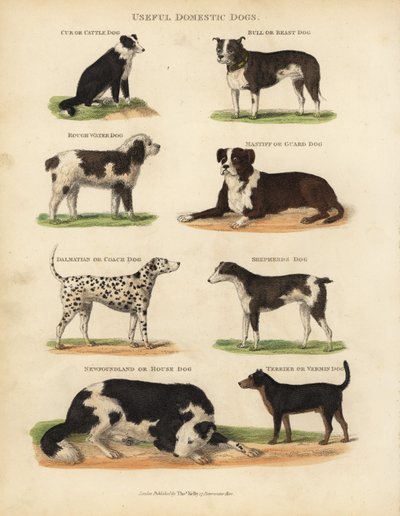 Hasznos házikutyák, Canis lupus familiaris. alkotó: William Smellie