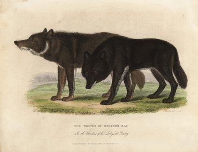 A Hudson-öböl farkasai, Canis lupus. alkotó: William Smellie