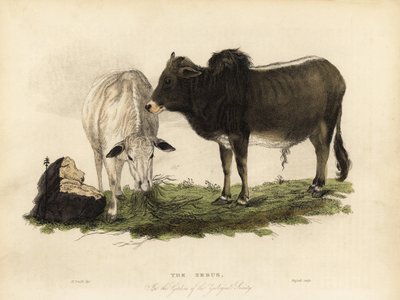 Zebu, az indiai bos. alkotó: William Smellie