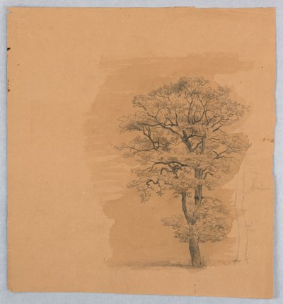 A lombozat tanulmányozása alkotó: William Stanley Haseltine
