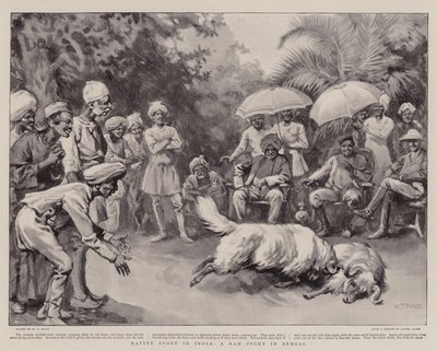 Natív sport Indiában, kosharc Bengáliában alkotó: William T. Maud