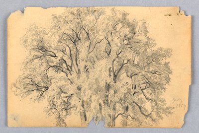 A szilfa tanulmányozása alkotó: William Trost Richards