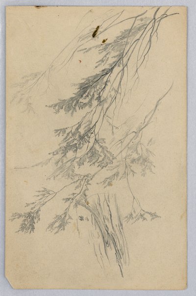 A lombozat tanulmányozása alkotó: William Trost Richards