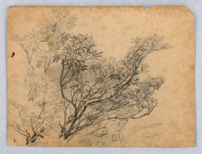 A lombozat tanulmányozása alkotó: William Trost Richards