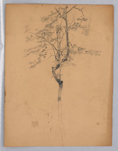 A lombozat tanulmányozása alkotó: William Trost Richards