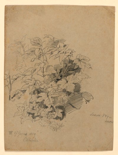 A lombozat tanulmányozása alkotó: William Trost Richards