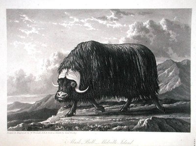 Musk Bull, Melville Island, „Journal of a Voyage for the Discovery of a Discovery of a North West Passage from the Atlantic to the Pacific, előadva az 1819-20-as években”, William Edward Parry, 1821-ben megjelent (metszet) alkotó: William Westall