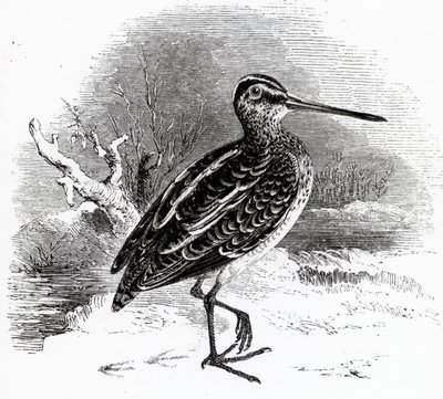 The Common Snipe, illusztráció William Yarrell „A British Birds története” című művéből, először 1843-ban jelent meg alkotó: William Yarrell