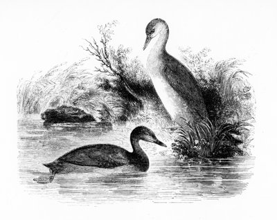The Little Grebe, vagy Dabchick, illusztráció William Yarrell „A British Birds története” című művéből, először 1843-ban jelent meg alkotó: William Yarrell