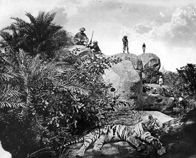 "Becsomagolva" - Tigrisvadászat Indiában, 1870-es évek körül alkotó: Willoughby Wallace Hooper