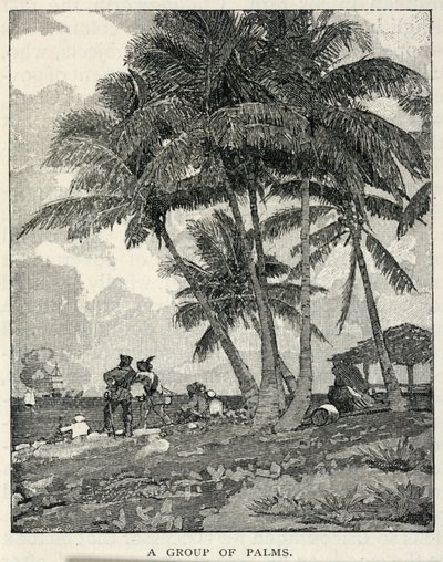 Egy pálmacsoport, a The Century Magazine 1887. februári számából alkotó: Winslow Homer