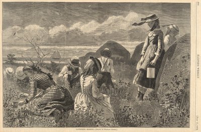 Bogyók gyűjtése, Harpertől alkotó: Winslow Homer