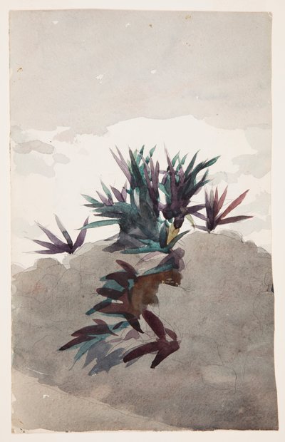 Domboldal Maguey csomóival alkotó: Winslow Homer