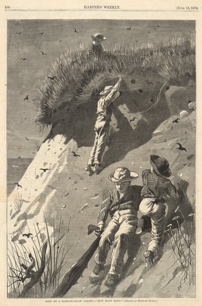 Raid egy homokfecske kolónián alkotó: Winslow Homer