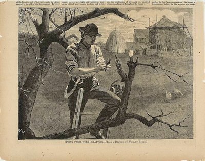 Tavaszi mezőgazdasági munkák - oltás alkotó: Winslow Homer
