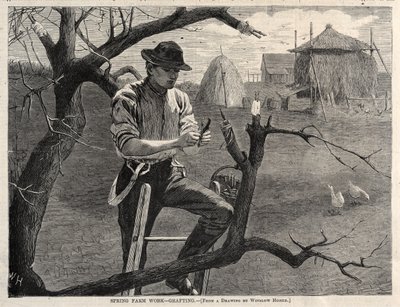 Tavaszi mezőgazdasági munkák – Oltás alkotó: Winslow Homer