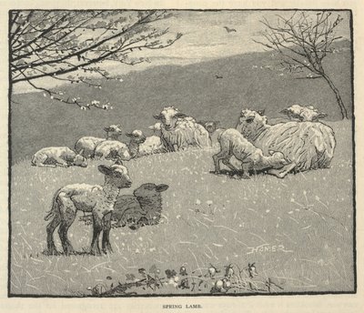 Tavaszi bárány, a Scribner