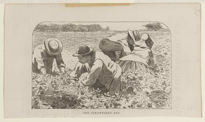 Az eperágyás alkotó: Winslow Homer
