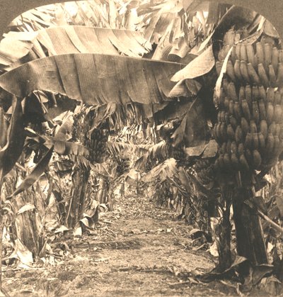 Egy banánültetvény szívében, Hawaii-szigetek, 1901. alkotó: Works and Sun Sculpture Studios
