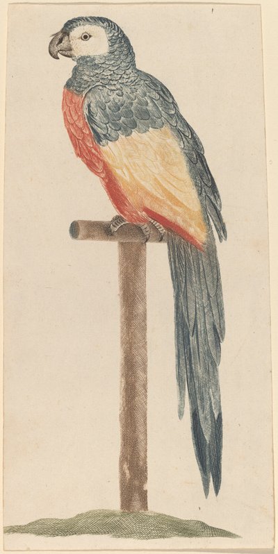 Papagáj, 1680-as1690-es évek. alkotó: Workshop of Johann Teyler