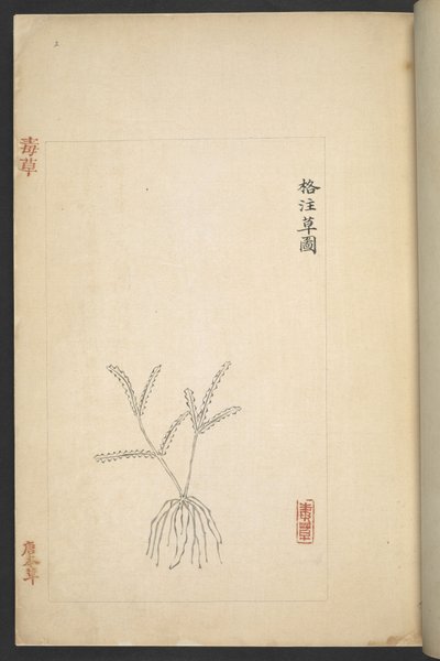 Vagy 13347 B f.2r terv a „Du Cao (mérgező növények)”-től (tinta és színes papíron) alkotó: Wu Qijun