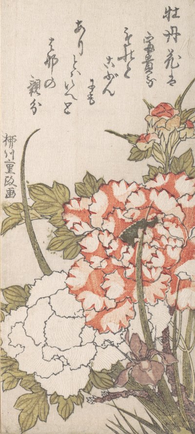Pünkösdi rózsa és írisz, XVIII-XIX. alkotó: Yanagawa Shigemasa