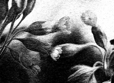 Finom virágrajz alkotó: Ylva Sjögren