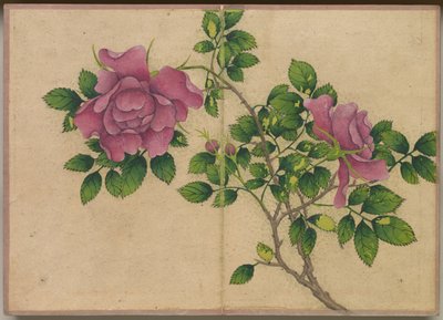 Asztali album: Virág és madár festmények Rózsa, 18. század. alkotó: Zhang Ruoai