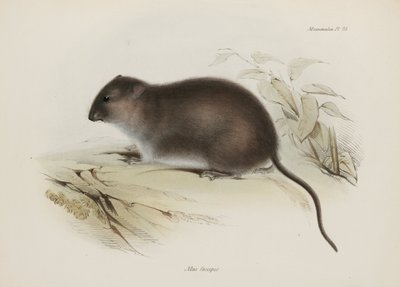Bokor vagy barna lábú patkány, Ausztrália, c 1832-1836 alkotó: John Pardon