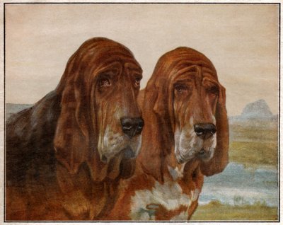 Saint Hubert vagy Bloodhound kutyái. 1925 (illusztráció) alkotó: . .